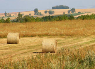 Ochrona zbóż ozimych przed chwastami