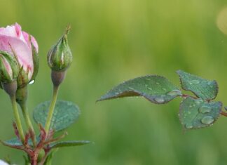 Na czym polega samorealizacja?