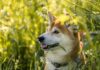 Czy Shiba inu wzrośnie? Czy Shiba inu wzrośnie?