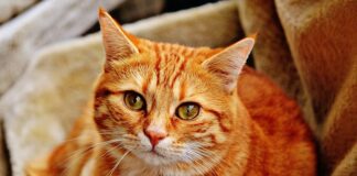 Jakie umiejętności miał Rudy?