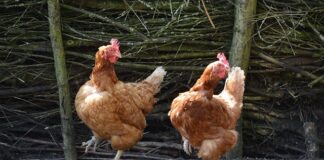 Co to złożone typy danych?