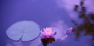 Co wizualizować podczas medytacji?