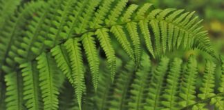 Jak wdrożyć program autorski w szkole?