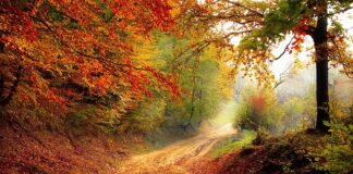 Z którego roku jest IP 11?