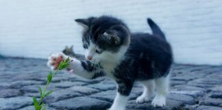 Jakie są rodzaje uczenia maszynowego?