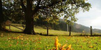 Kto pisze ocenę efektywności?