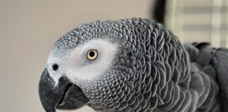 Jak stać się bardziej rozmowny?