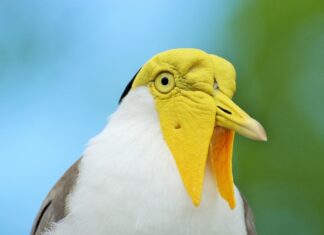 Jakie są miłe słowa?