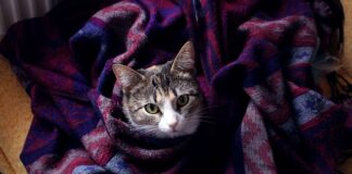 Czy jeśli ktoś o nas myśli to nam się śni?