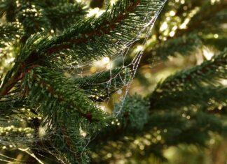 Jakie są potrzeby uznania i szacunku?