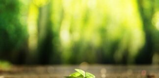 Jak napisać program własny w szkole?